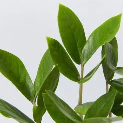 Pot + Plant Gift Box Cacti & Succulents The Plant Killers Gift Box - ZZ Plant