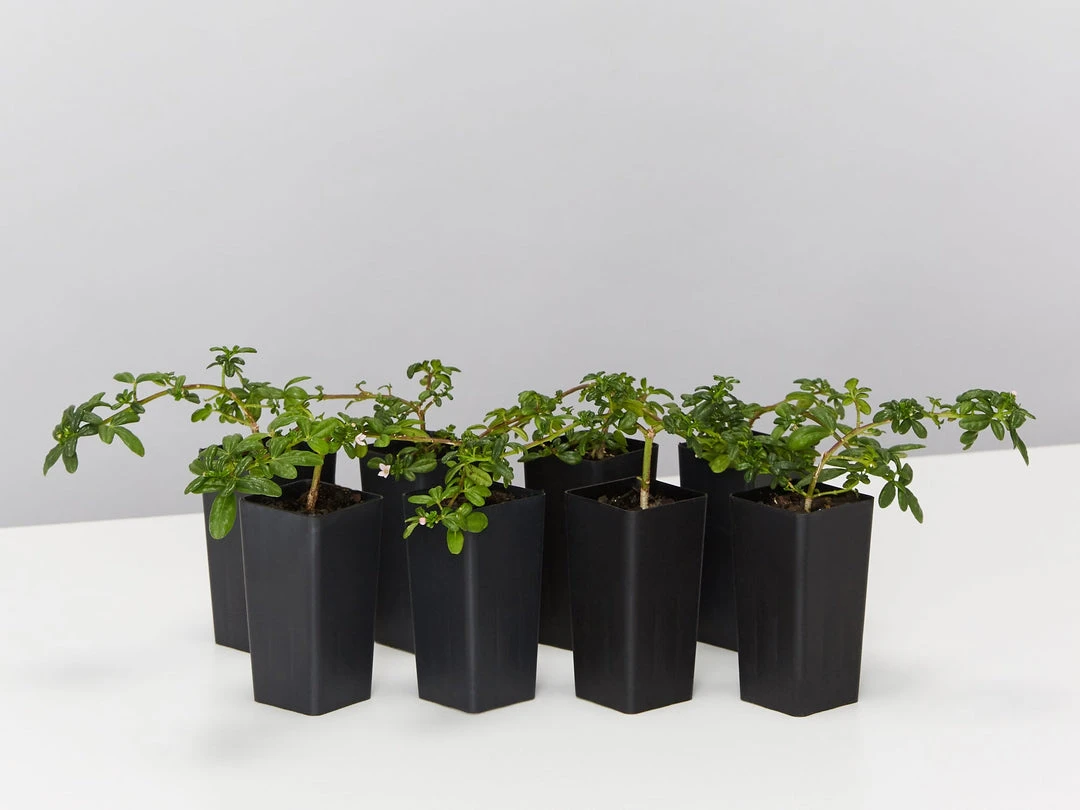 Shrubs Zieria Prostrata Native Groundcover Plant 3 Shrubs Zieria Prostrata Native Groundcover Plant