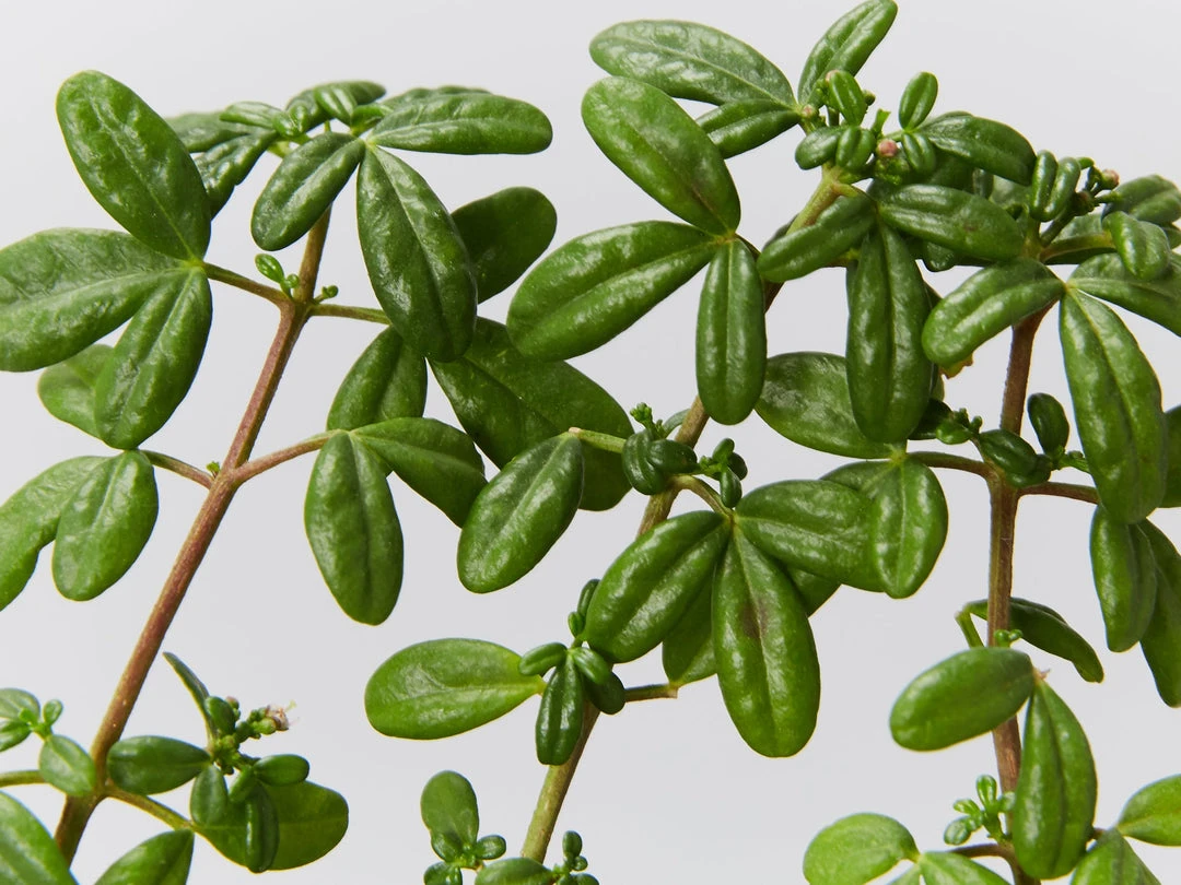 Shrubs Zieria Prostrata Native Groundcover Plant 4 Shrubs Zieria Prostrata Native Groundcover Plant