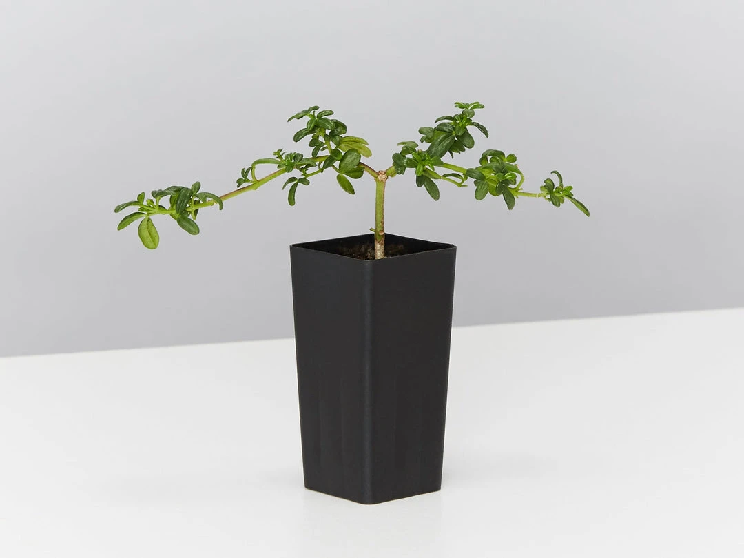 Shrubs Zieria Prostrata Native Groundcover Plant 5 Shrubs Zieria Prostrata Native Groundcover Plant