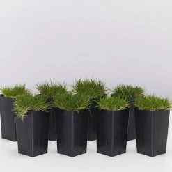 Shrubs Full Sun Zoysia Tenuifolia 'No-Mow' Grass Groundcover Pack