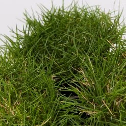 Shrubs Full Sun Zoysia Tenuifolia 'No-Mow' Grass Groundcover Pack