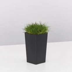 Shrubs Full Sun Zoysia Tenuifolia 'No-Mow' Grass Groundcover Pack