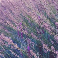 Shrubs Lavender Frenchette “Lavandula Dentata” Border Plants