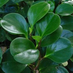 Indoor Garden Peperomia Obtusifolia Jade