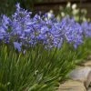 Shrubs Border Plants Agapanthus Baby Blue 2 Shrubs Border Plants Agapanthus Baby Blue