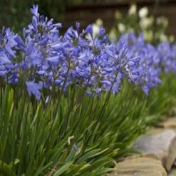Shrubs Border Plants Agapanthus Baby Blue