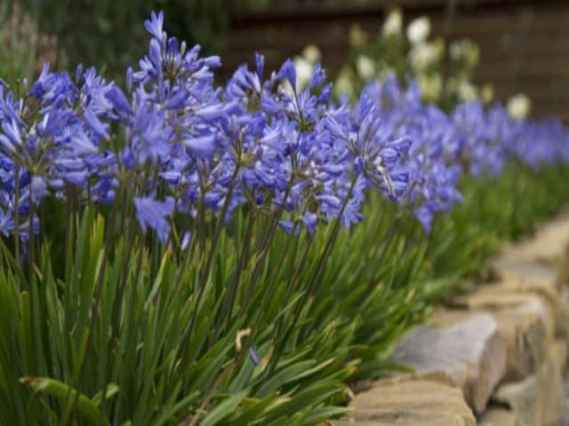 Shrubs Agapanthus Dwarf Blue 4 Shrubs Agapanthus Dwarf Blue