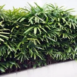 Shrubs Rhapis Excelsa