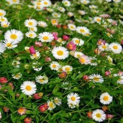 Shrubs Erigeron Karvinskianus Seaside Daisy Ground Covers