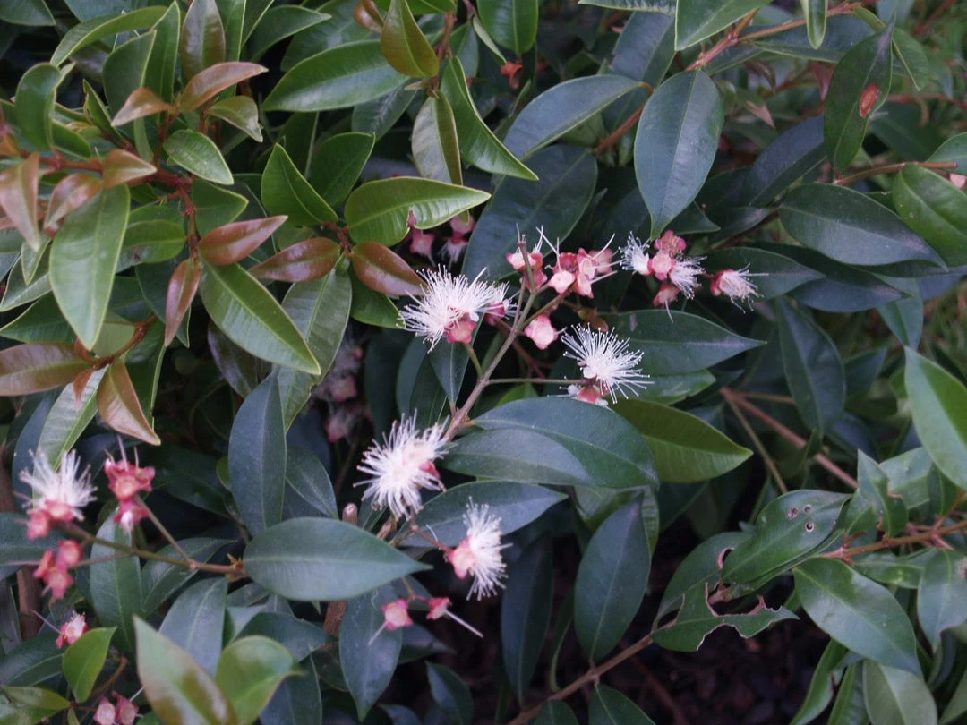 Hedge Acmena Smithii 5 Hedge Acmena Smithii