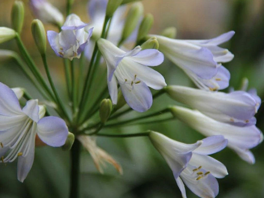 Plants In A Box Agapanthus Orientalis Silver Baby 4 Plants In A Box Agapanthus Orientalis Silver Baby
