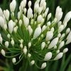 Shrubs Agapanthus Orientalis White Border Plants