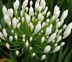 Shrubs Agapanthus Orientalis White Border Plants