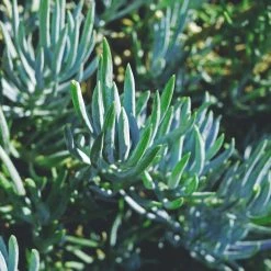 Succulents Senecio Serpens Blue Chalksticks Dwarf Border Plants