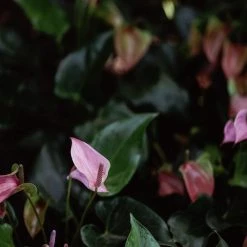 Indoor Garden Anthurium Mixed Pack 85mm