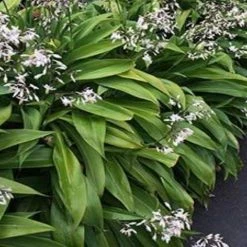 Shrubs Border Plants Arthropodium Cirratum Matapouri Bay