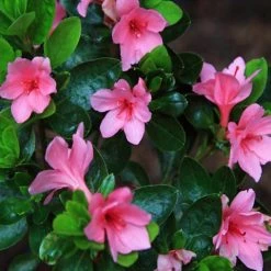 Shrubs Azalea Kurume Kirin