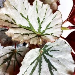 Indoor Garden Begonia Rex Looking Glass - 85mm Border Plants