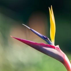 Shrubs Strelitzia Reginae - Bird Of Paradise 85mm