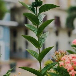 Shrubs Ixora Peach Malay 7 Shrubs Ixora Peach Malay
