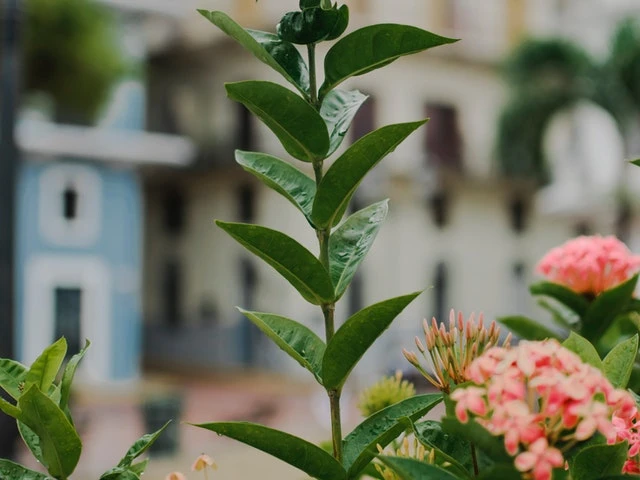 Shrubs Ixora Peach Malay 5 Shrubs Ixora Peach Malay