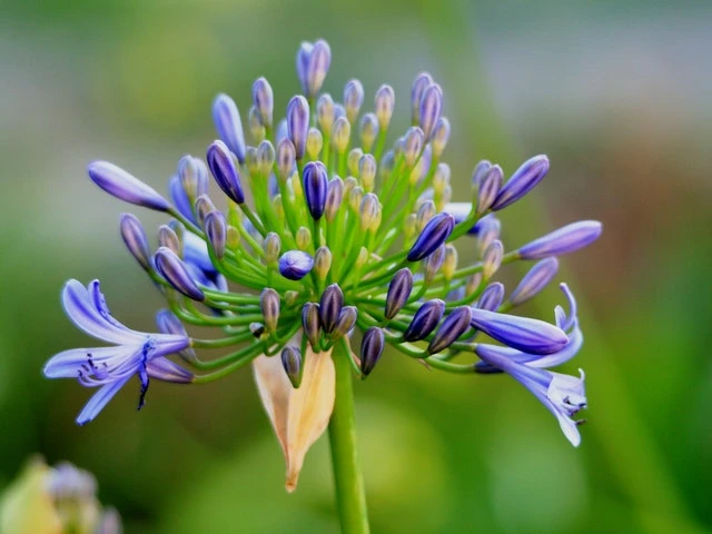 Shrubs Agapanthus Dwarf Blue 3 Shrubs Agapanthus Dwarf Blue