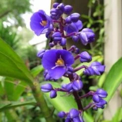 Indoor Garden Shrubs Dichorisandra Thyrsiflora Blue Ginger