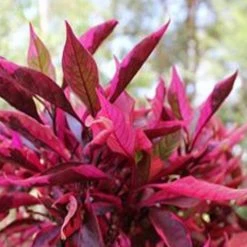 Ozbreed Shrubs Alternanthera Dentata Brazilian Red Hots™ Plant Pack