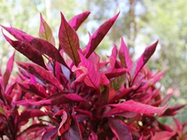 Ozbreed Shrubs Alternanthera Dentata Brazilian Red Hots™ Plant Pack 4 Ozbreed Shrubs Alternanthera Dentata Brazilian Red Hots™ Plant Pack