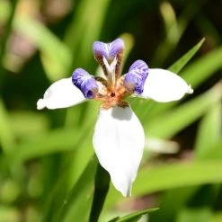 Shrubs Full Sun Neomarica Gracilis 'Walking Iris' 14 Shrubs Full Sun Neomarica Gracilis 'Walking Iris'