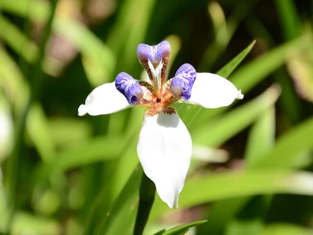 Shrubs Full Sun Neomarica Gracilis 'Walking Iris' 7 Shrubs Full Sun Neomarica Gracilis 'Walking Iris'