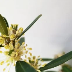 Buxus Harlandii Mystique Low Growing Hedge Shrubs