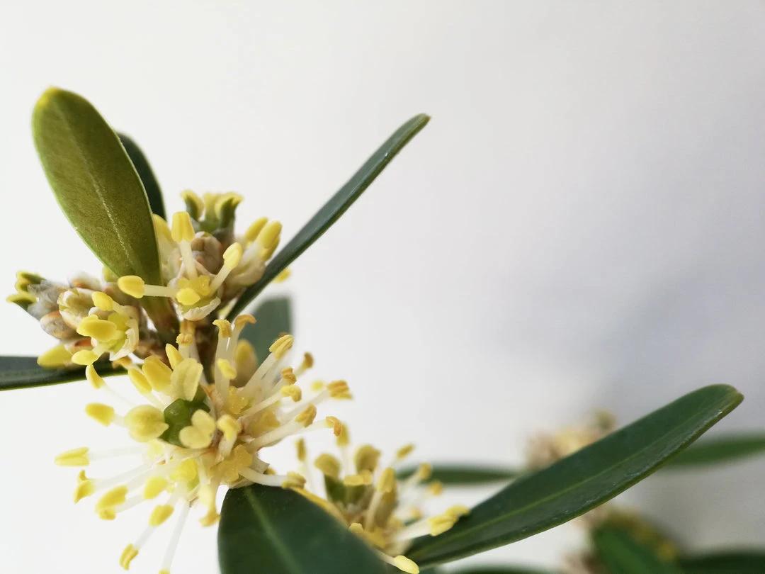 Buxus Harlandii Mystique Low Growing Hedge Shrubs 4 Buxus Harlandii Mystique Low Growing Hedge Shrubs