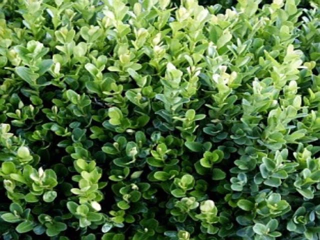 Hedge Shrubs Buxus Sempervirens 4 Hedge Shrubs Buxus Sempervirens