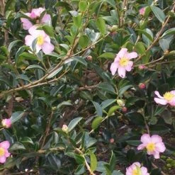 Hedge Camellia Sasanqua 'Plantation Pink' (pale Pink Flower) 9 Hedge Camellia Sasanqua 'Plantation Pink' (pale Pink Flower)