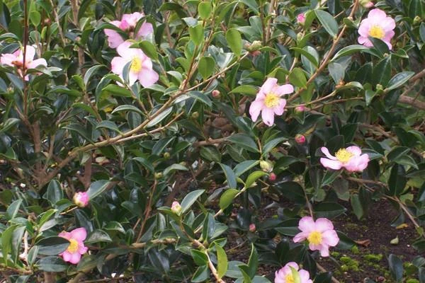 Hedge Camellia Sasanqua 'Plantation Pink' (pale Pink Flower) 5 Hedge Camellia Sasanqua 'Plantation Pink' (pale Pink Flower)