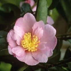Hedge Camellia Sasanqua 'Plantation Pink' (pale Pink Flower)