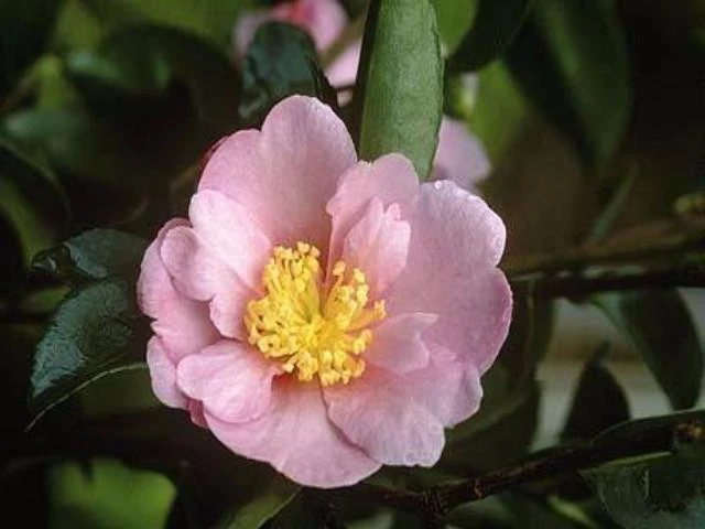 Hedge Camellia Sasanqua 'Plantation Pink' (pale Pink Flower) 4 Hedge Camellia Sasanqua 'Plantation Pink' (pale Pink Flower)