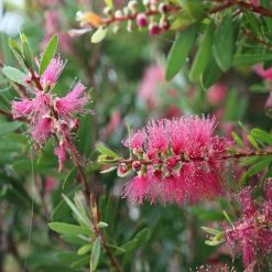 Ozbreed Callistemon Candy Burst ‘CNU06’ PBR