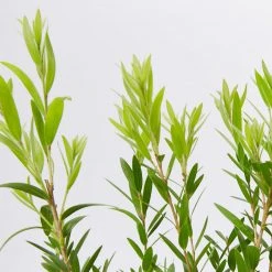 Ozbreed Shrubs Callistemon Viminalis Macarthur 'LC01' PBR