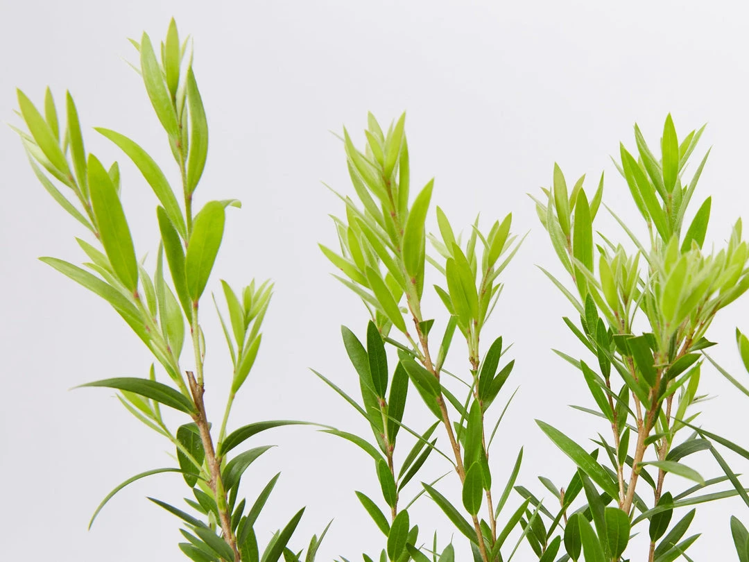 Ozbreed Shrubs Callistemon Viminalis Macarthur 'LC01' PBR 4 Ozbreed Shrubs Callistemon Viminalis Macarthur 'LC01' PBR