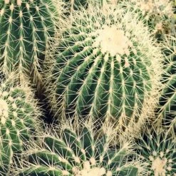 Assorted Cacti Box ???? Plant Packs