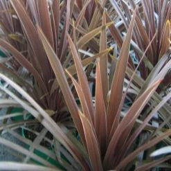Shrubs Cordyline Terminalis 'Red Sensation' Full Sun