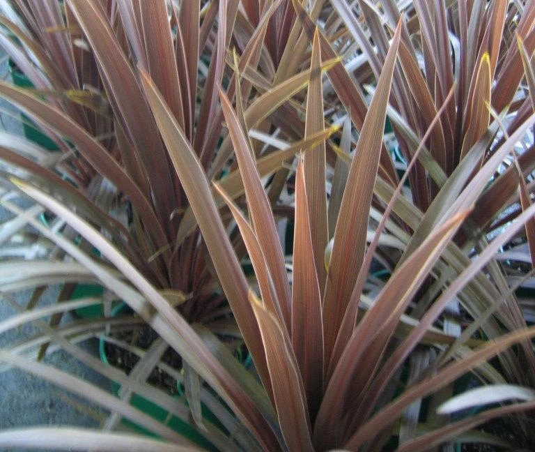 Shrubs Cordyline Terminalis 'Red Sensation' Full Sun 4 Shrubs Cordyline Terminalis 'Red Sensation' Full Sun