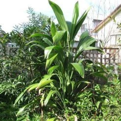 Shrubs Cordyline Petiolaris Full Sun