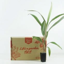 Shrubs Cordyline Pink Diamond 17 Shrubs Cordyline Pink Diamond