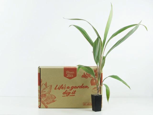 Shrubs Cordyline Pink Diamond 10 Shrubs Cordyline Pink Diamond