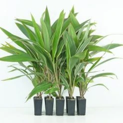 Shrubs Cordyline Pink Diamond