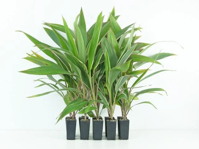 Shrubs Cordyline Pink Diamond 3 Shrubs Cordyline Pink Diamond